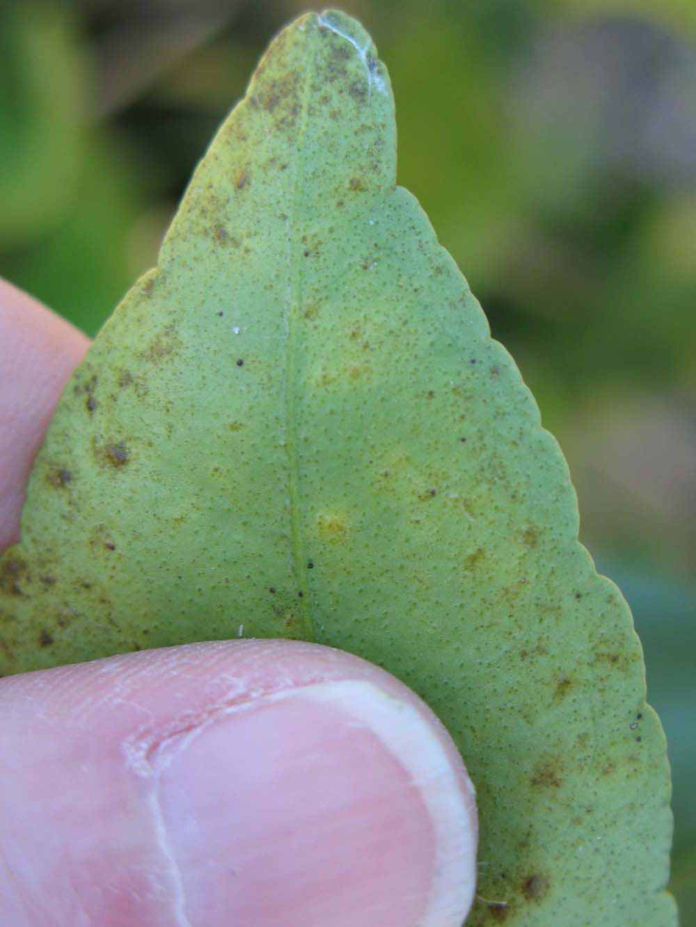              Margin (Winter Haven, FL)       